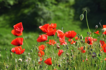 Field of blooming red poppies. Beautiful fields of red poppy. Red poppies in sunlight. Red poppies in grass.