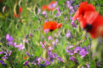 Field of blooming red poppies. Beautiful fields of red poppy. Red poppies in sunlight. Red poppies in grass.