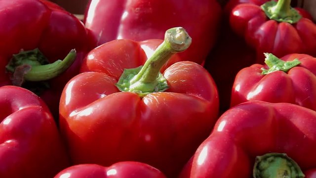red peppers . Harvest bell peppers on the market