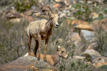 Bighorn Sheep in Anza Borrego Desert State Park