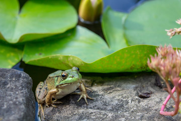 Frog on a Lily Pad