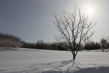 arbre triste force de la nature en hiver