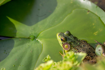 Frog on a Lily Pad