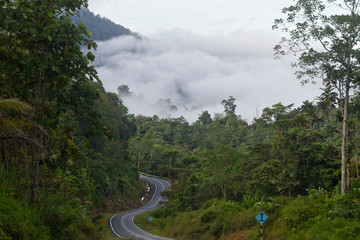 Roadside Jungle