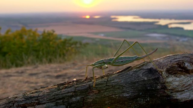European predatory bush cricket (Saga pedo) at sunset