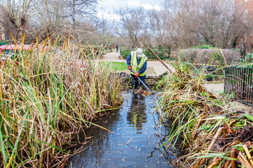 Conservation workers clear weeds in the pond, London,UK