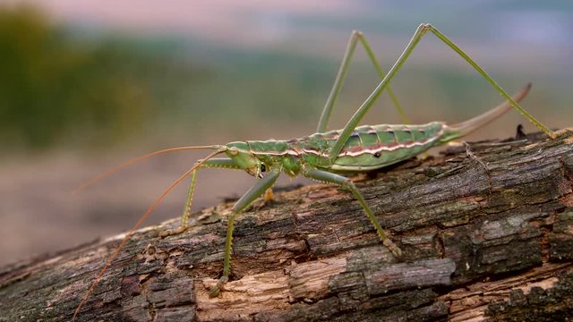 European predatory bush cricket (Saga pedo) cleaning itself