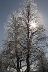 arbres glacés ensoleilés