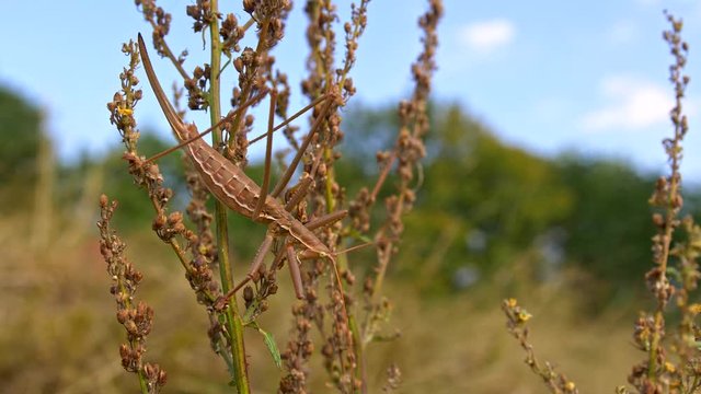 European predatory bush cricket (Saga pedo)