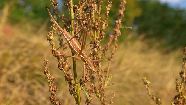 European predatory bush cricket (Saga pedo) cleaning itself