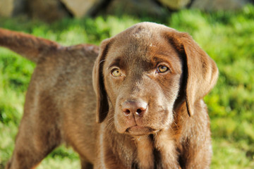 Brown labrador retriever puppy