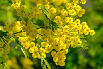 Branches de mimosa en fleurs ensoleillées.
