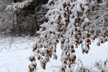 Winter landscape. Fresh snow on the branches of trees in the winter forest.