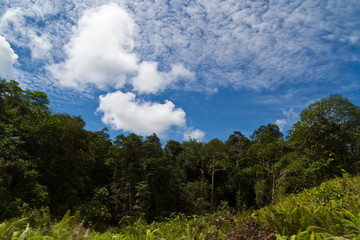 Obraz premium Trees and Clouds