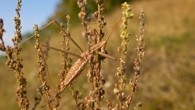 European predatory bush cricket (Saga pedo)