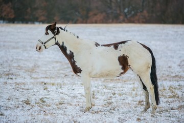 Portrait of beautiful white and brown paint horse with blue eyes standing on a field covered with snow on a cold winter day, horizon with trees in distance