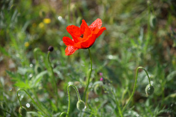 One red poppy in green grass.