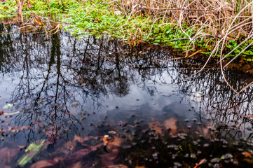 Reflection in dipping pond