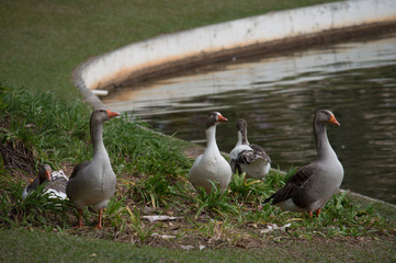 Patos Na beira do rio