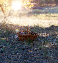 brown mushrooms in a brown wicker basket