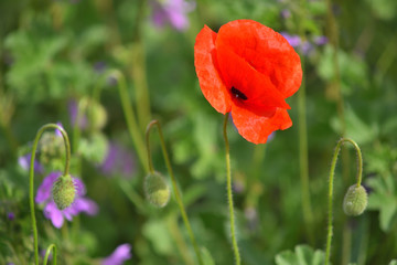 Obraz premium One red poppy in green grass.