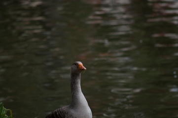 Patos Na beira do rio