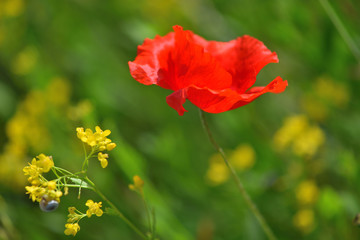 One red poppy in green grass.