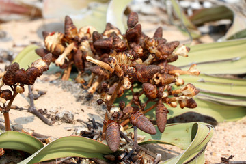 flowering of a female Welwitschie (Welwitschia mirabilis) - Namibia Africa