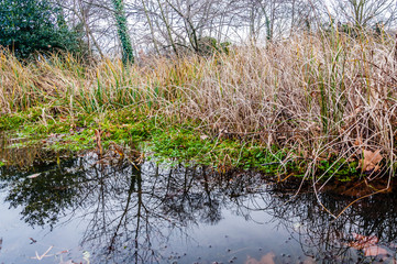 Reflection in dipping pond