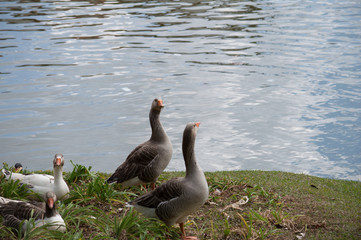 Patos Na beira do rio