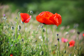 Obraz premium One red poppy in green grass.