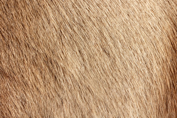 Reindeer fur background texture. Natural material pattern.