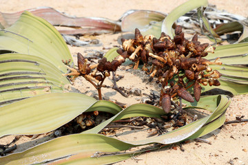 flowering of a female Welwitschie (Welwitschia mirabilis) - Namibia Africa