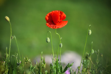 Obraz premium One red poppy in green grass.