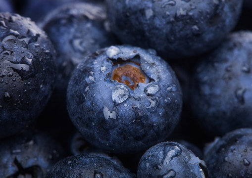 Fresh raw organic blueberries with morning dew in forest. Macro close up