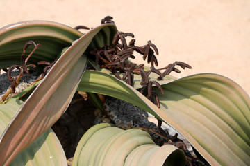 flowering of a male Welwitschie (Welwitschia mirabilis) - Namibia Africa