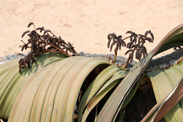 flowering of a male Welwitschie (Welwitschia mirabilis) - Namibia Africa