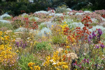 Fotobehang Tuin Kleurige bloemen botanische tuin Perth  © MXW Photo