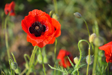 One red poppy in green grass.