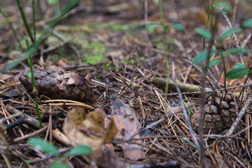 cone in the forest