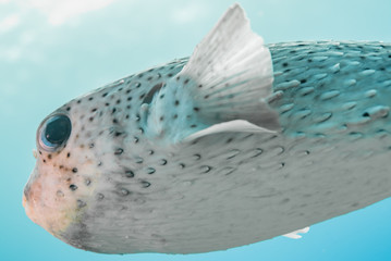 Porcupine puffer fish swimming in blue water © Melissa Burovac