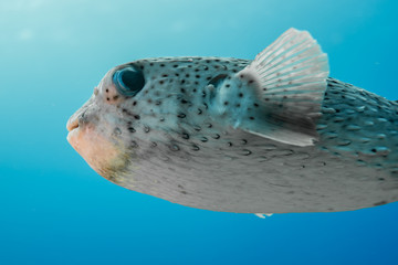 Porcupine puffer fish swimming in blue water © Melissa Burovac