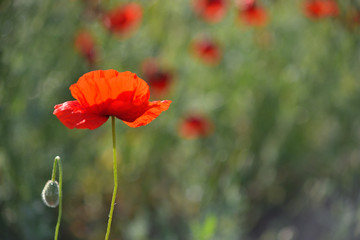 Obraz premium Jeden czerwony mak w zielonej trawie.