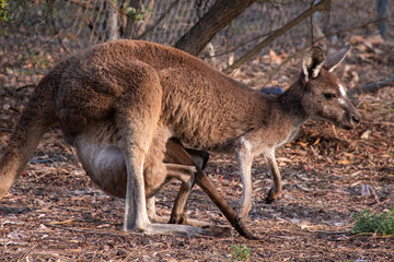 Naklejka na ściany i meble Kangaroo joey crawling back in mothers pouch in Western Australia