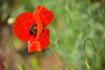 One red poppy in green grass.