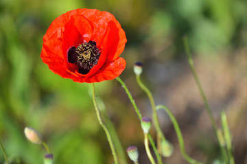 One red poppy in green grass.