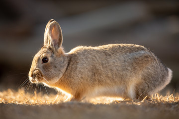 Backlit Cottontail Rabbit in our yard.