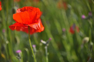 One red poppy in green grass.