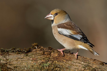 Hawfinch (Coccothraustes coccothraustes) perched on a branch in the forest