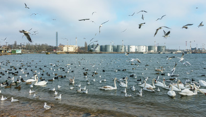 Many wild ducks and swans in the cold winter water of the bay ask people for food. Hungry wild gulls and swans compete for food in the winter in open water. Seabirds winter in the open sea bay